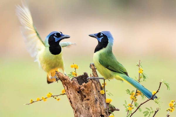 Larry Ditto: Green Jay, Cyanocorax Yncas,  by Larry Ditto