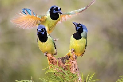 Green Jay, Cyanocorax Yncas, fighting for a perch by Larry Ditto metal wall art