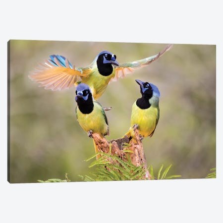 Green Jay, Cyanocorax Yncas, fighting for a perch Canvas Print #LDI9} by Larry Ditto Canvas Art
