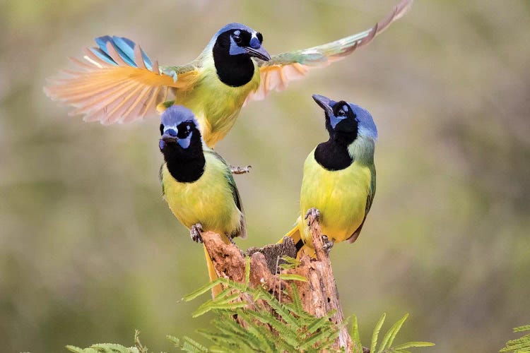 Green Jay, Cyanocorax Yncas, fighting for a perch