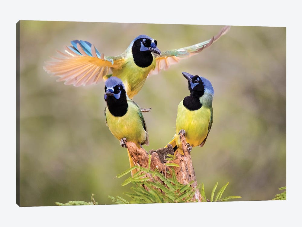 Green Jay, Cyanocorax Yncas, fighting for a perch by Larry Ditto 1-piece Canvas Print