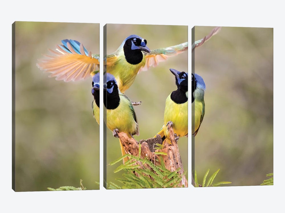 Green Jay, Cyanocorax Yncas, fighting for a perch by Larry Ditto 3-piece Canvas Print