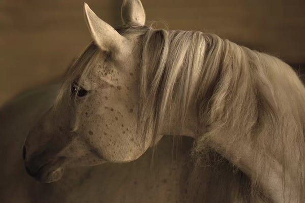 Sally Linden: Light At Dusk by Sally Linden