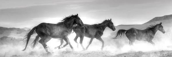 Black & White: Rolling By by Sally Linden