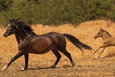 Amante & Amber by Sally Linden canvas print