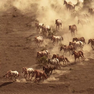 Dusty by Sally Linden canvas print