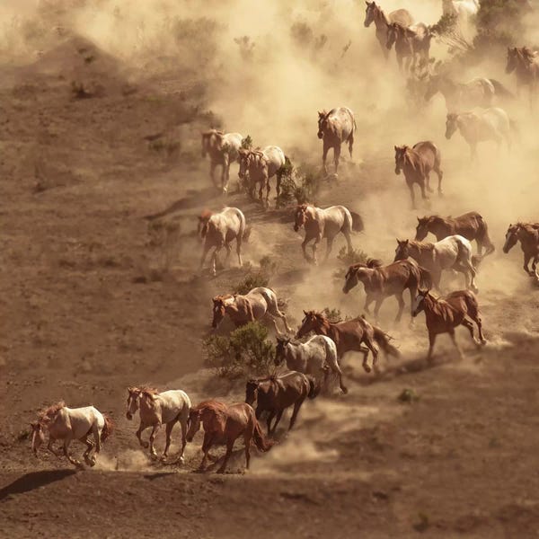 Sally Linden: Dusty by Sally Linden