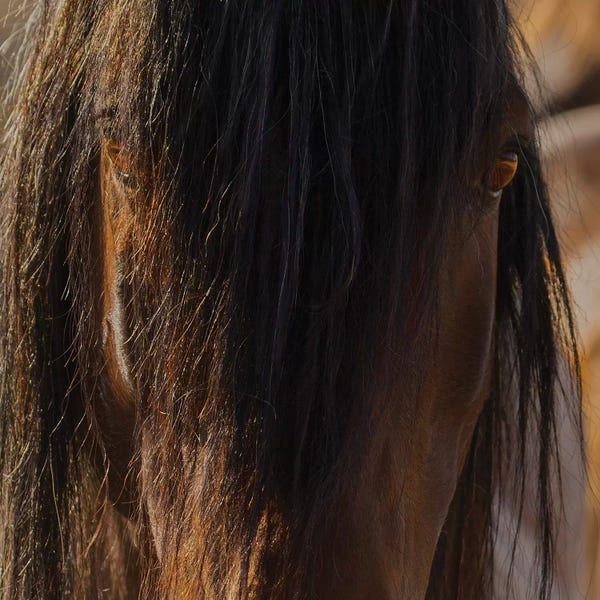 Sally Linden: Eyes by Sally Linden