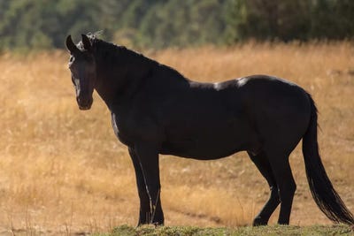 Most Beautiful by Sally Linden canvas print
