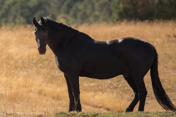 Sally Linden: Most Beautiful by Sally Linden