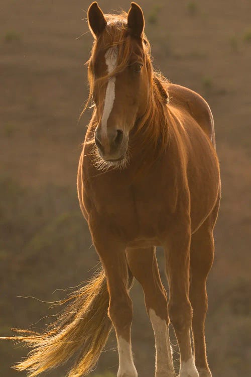 Blowing In The Wind