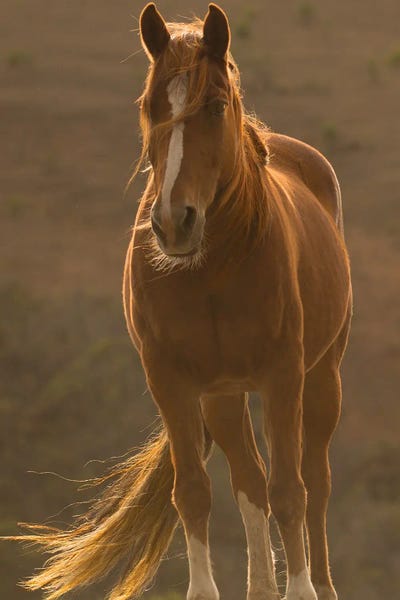 Sally Linden: Blowing In The Wind by Sally Linden