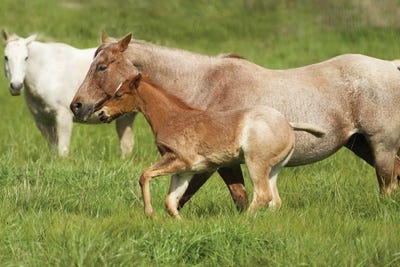 Is This Right Mom? by Sally Linden canvas print