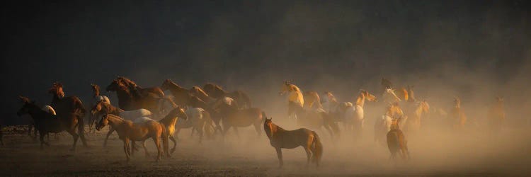 Wild Horses IV