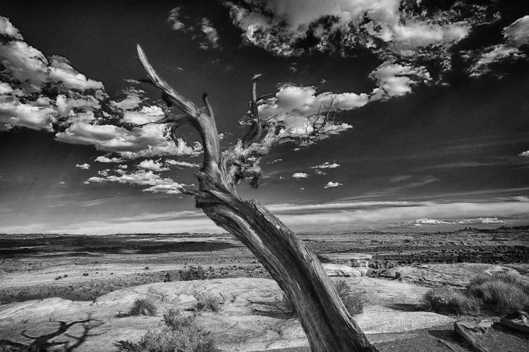 Desert Tree