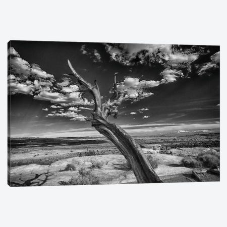 Desert Tree Canvas Print #LDN5} by Sally Linden Canvas Art