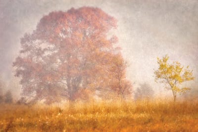 Autumn Mist by Leda Robertson framed canvas print