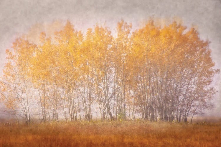 Muted Gold by Leda Robertson wall art