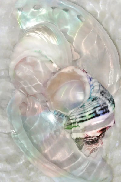 Sea Shells: Underwater Light Waves V by Leda Robertson