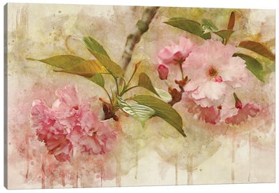 Blossom Elegance II Canvas Art Print - Cherry Blossom Art