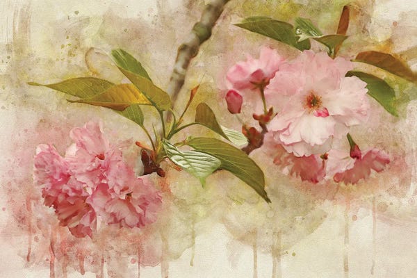 Blossoms: Blossom Elegance II by Leda Robertson