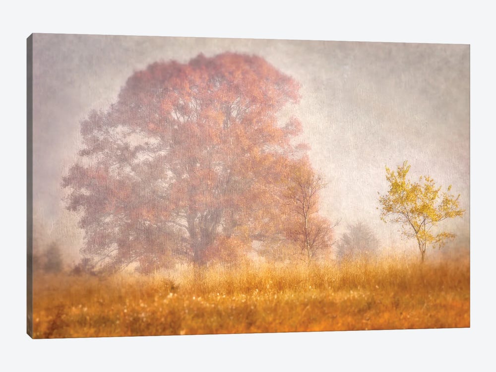 Autumn Mist by Leda Robertson 1-piece Canvas Wall Art