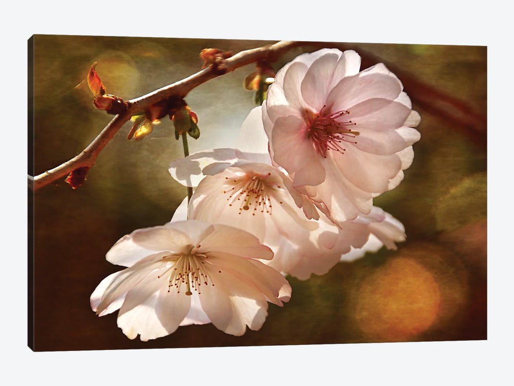 Cherry Blossom Illumination by Leda Robertson 1-piece Canvas Art Print