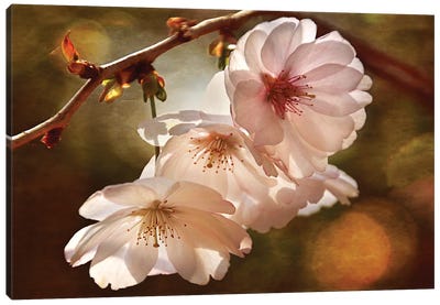 Cherry Blossom Illumination Canvas Art Print - Cherry Blossom Art
