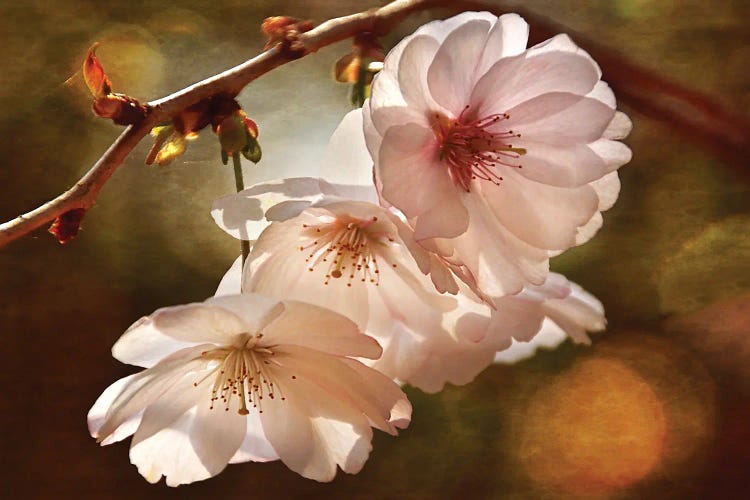 Cherry Blossom Illumination by Leda Robertson wall art