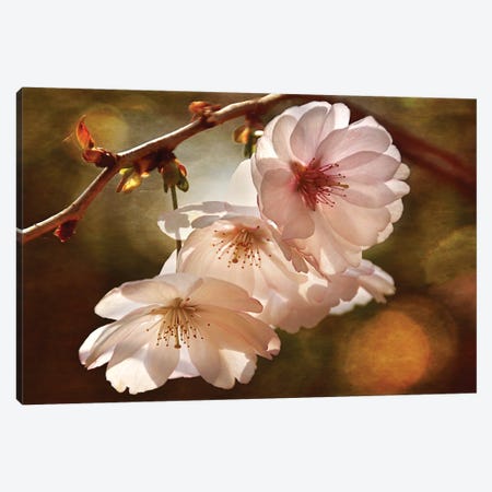 Cherry Blossom Illumination Canvas Print #LDR2} by Leda Robertson Canvas Artwork