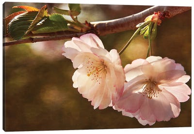 Cherry Blossom Joy Canvas Art Print - Cherry Blossom Art
