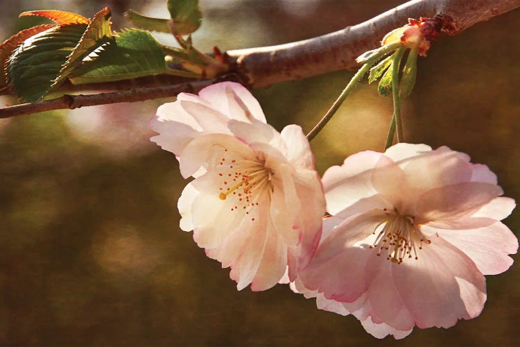 Cherry Blossom Joy