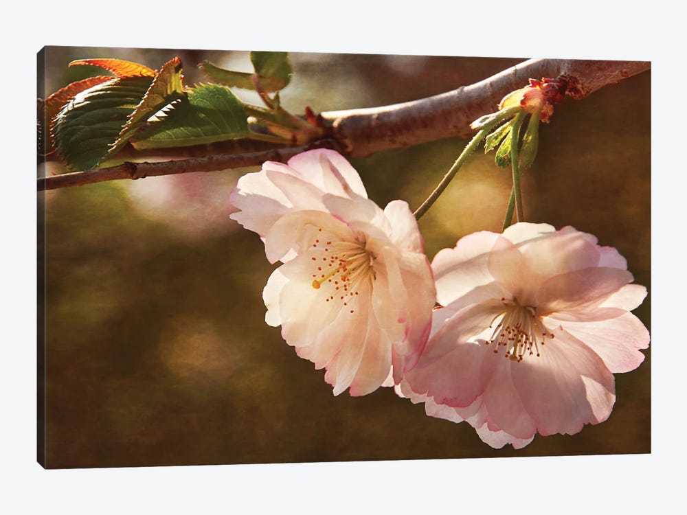 Cherry Blossom Joy by Leda Robertson 1-piece Canvas Artwork