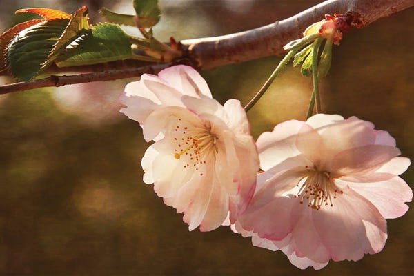 Leda Robertson: Cherry Blossom Joy by Leda Robertson