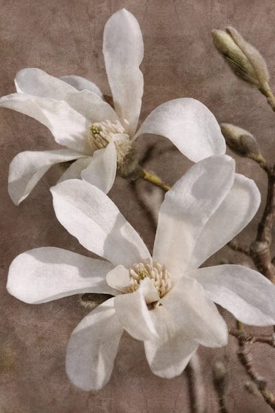 Leda Robertson: Ephemeral Friends by Leda Robertson