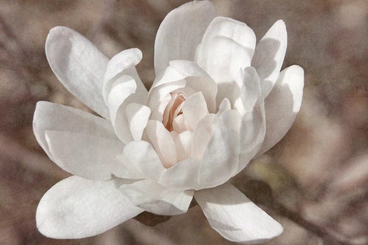 Many-petaled Magnolia by Leda Robertson wall art