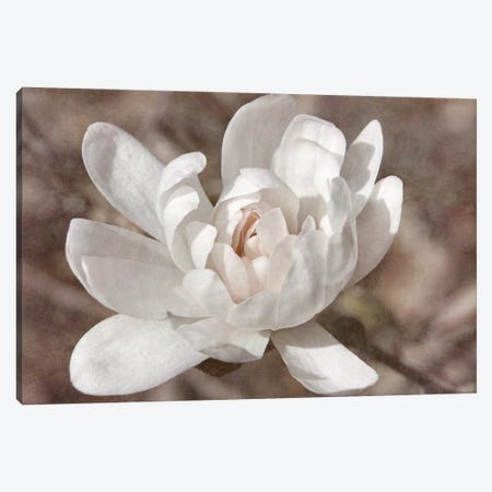 Many-petaled Magnolia Canvas Print #LDR5} by Leda Robertson Canvas Print