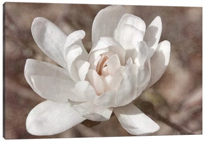 Many-petaled Magnolia Canvas Art Print