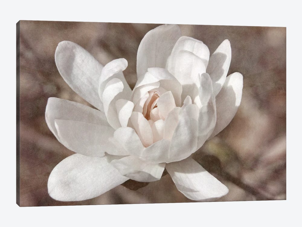Many-petaled Magnolia by Leda Robertson 1-piece Canvas Art