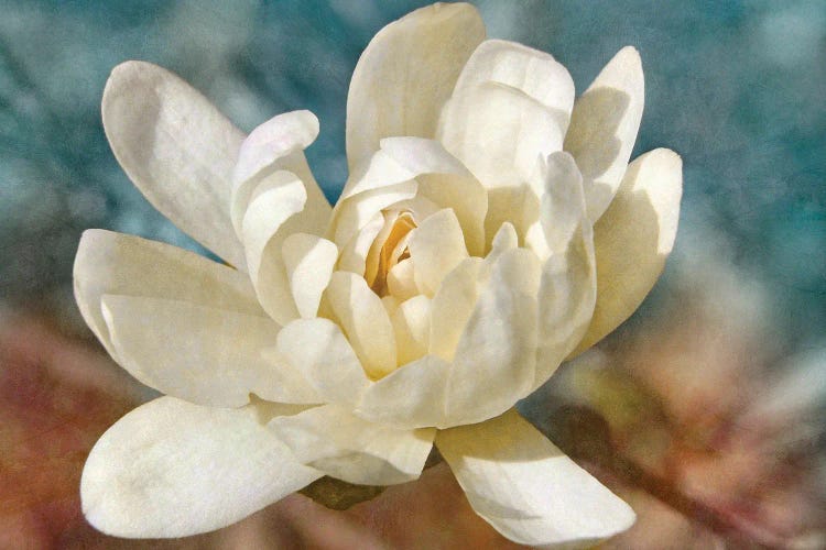 Many-petaled Magnolia