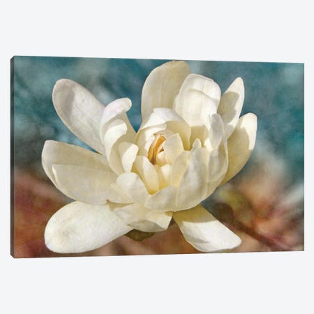Many-petaled Magnolia Canvas Print #LDR6} by Leda Robertson Canvas Art Print