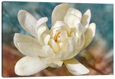 Many-petaled Magnolia Canvas Art Print - Magnolia Art