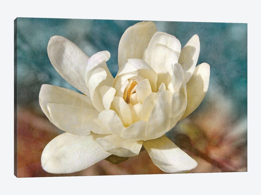 Many-petaled Magnolia by Leda Robertson 1-piece Canvas Print