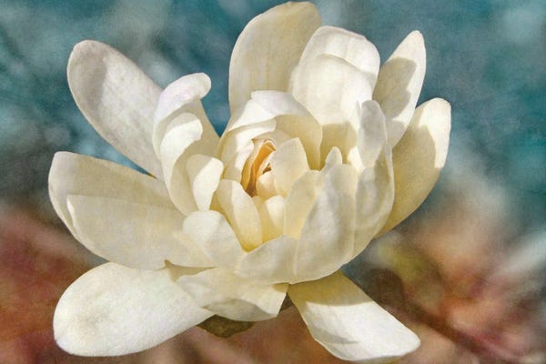 Magnolias: Many-petaled Magnolia by Leda Robertson
