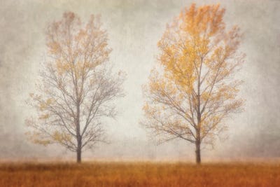 Misty Duo by Leda Robertson framed canvas print