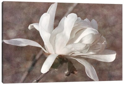 Morning Magnolia Canvas Art Print - Magnolia Art