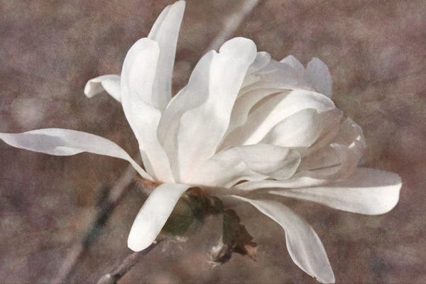 Magnolias: Morning Magnolia by Leda Robertson