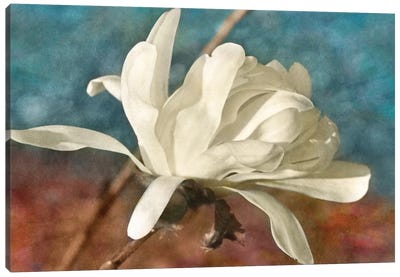 Morning Magnolia Canvas Art Print