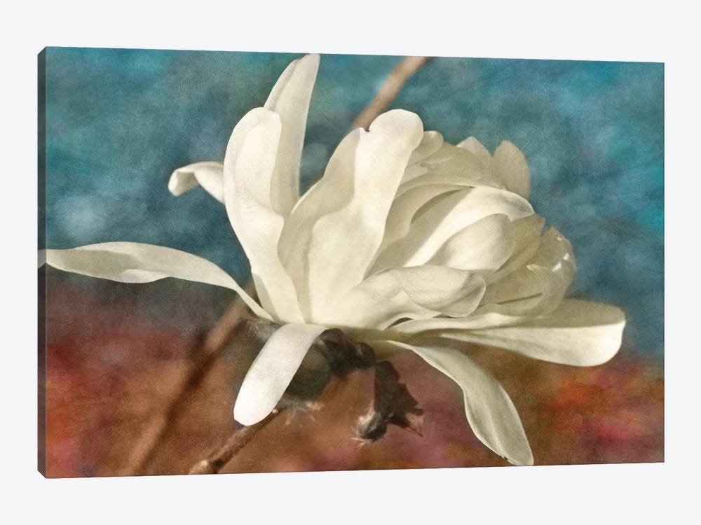Morning Magnolia by Leda Robertson 1-piece Canvas Art
