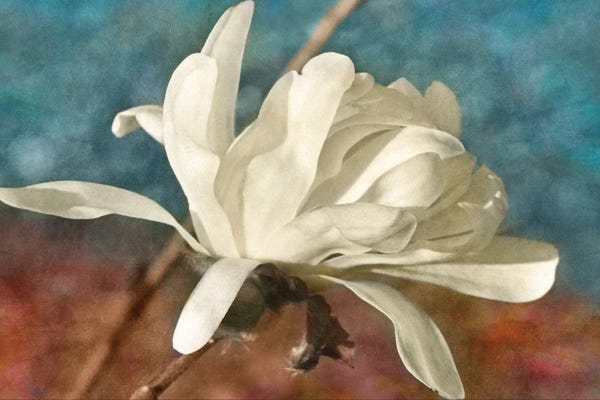 Magnolias: Morning Magnolia by Leda Robertson